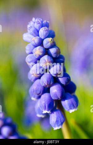 Armenische Saphir (Muscari Armeniacum) Blüten Nahaufnahme. Geringe Schärfentiefe. Stockfoto