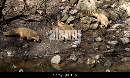 Familie der südamerikanischen Katta Nasenbären (Nasua Nasua) am Ufer eines Flusses auf der Jagd nach Nahrung. Stockfoto