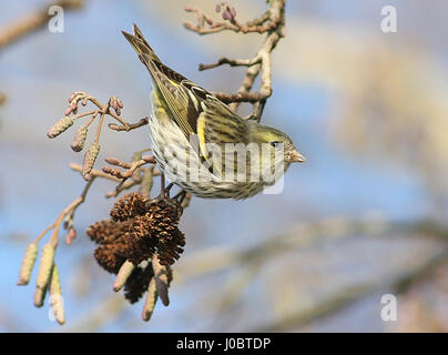 Nahrungssuche weibliche eurasischen Zeisig (Zuchtjahr Spinus) auf Erle Kätzchen Stockfoto