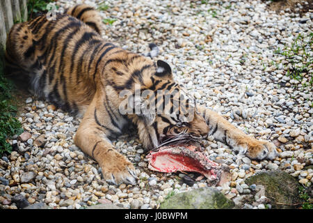 Tiger Sumatran Essen sein Mittagessen, Panthera Tigris sumatrae Stockfoto