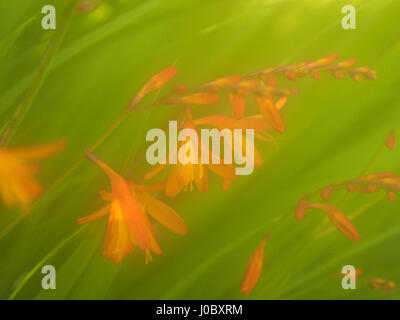 verschwommenen Bild leuchtend goldenen Blüten der Montbretia (Crocosmia Aurea) und sein Endiform Schwert geformt Blätter mit Weichzeichner traumhafte Wirkung Stockfoto