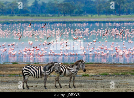 Zwei Zebras im Hintergrund Flamingo. Kenia. Tansania. Nationalpark. Serengeti. Maasai Mara. Stockfoto