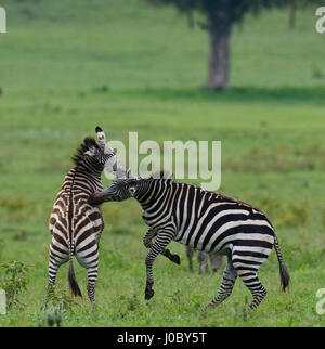 Zwei Zebras spielen miteinander. Kenia. Tansania. Nationalpark. Serengeti. Maasai Mara. Stockfoto