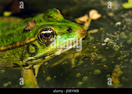 Rana Wasserfrosch - pelophylax Lessonae Stockfoto