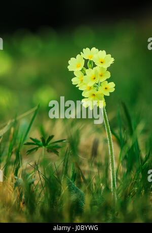 Mountain Primula Veris mit leuchtend gelben Blumen Stockfoto