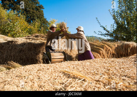 Landwirte löschen Reiskörner mit einer manuell angetriebene Dreschmaschine in Paro Bezirk, Bhutan, Asien Stockfoto