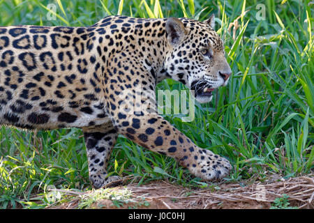 Young-Jaguar (Panthera Onca) an einem Flussufer Cuiaba Fluss, Pantanal, Mato Grosso, Brasilien Stockfoto