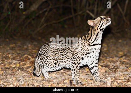 Ozelot (pardalis Pardalis) in der Nacht, Pantanal, Mato Grosso, Brasilien Stockfoto