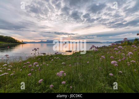 Grüne Wiesen und Blumen umrahmen das Meer unter den rosa Wolken der Mitternachtssonne, Vidrek, Ofotfjord, Nordland, Norwegen Stockfoto