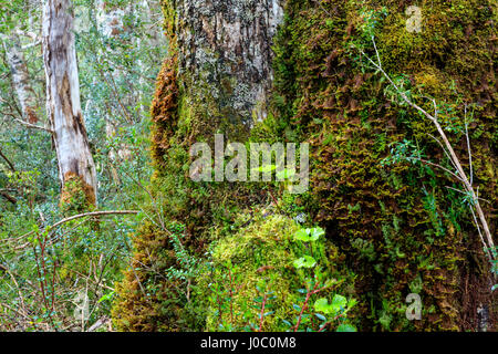 Moos und Flechten bedeckt Rinde im patagonischen Nothofagus Buche Wald, Alberto de Agostini Nationalpark Tierra Del Fuego, Chile Stockfoto