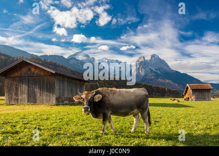 Kuh in die grünen Wiesen, umrahmt von den hohen Gipfeln der Alpen, Garmisch Partenkirchen, Oberbayern, Deutschland Stockfoto