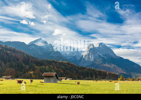 Kühe auf den grünen Wiesen, umrahmt von den hohen Gipfeln der Alpen, Garmisch Partenkirchen, Oberbayern, Deutschland Stockfoto