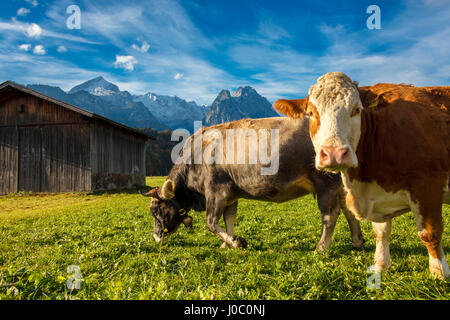 Kühe auf den grünen Wiesen, umrahmt von den hohen Gipfeln der Alpen, Garmisch Partenkirchen, Oberbayern, Deutschland Stockfoto