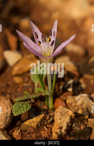 Makro-Bild von Colchicum Cupanii, Griechenland Stockfoto