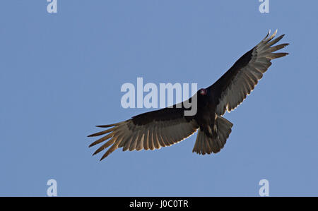 Türkei-Geier (Cathartes Aura) vor einem blauen Himmel schweben. Stockfoto