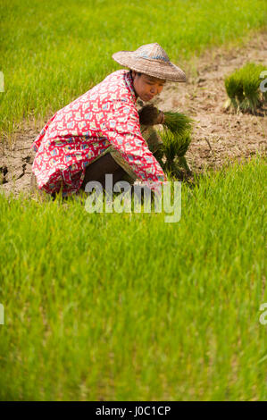 Eine Frau erntet jungen Reis zu bündeln für Neupflanzung, Kachin-Staat, Myanmar (Burma), Asien Stockfoto