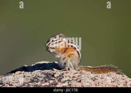 Wenigsten Streifenhörnchen (Tamias ZIP) (Neotamias ZIP (Eutamias Weg), San Juan National Forest, Colorado, USA Stockfoto
