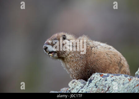 Bauche Murmeltier (Angsthase Murmeltier) (Marmota Flaviventris) Berufung, San Juan National Forest, Colorado, USA Stockfoto