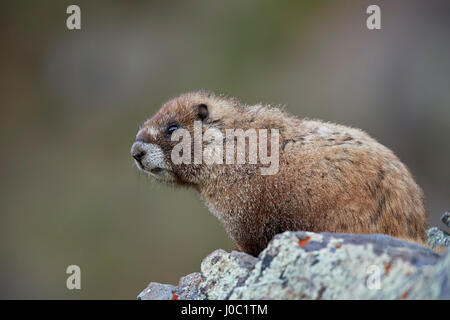 Bauche Murmeltier (Angsthase Murmeltier) (Marmota Flaviventris), San Juan National Forest, Colorado, USA Stockfoto