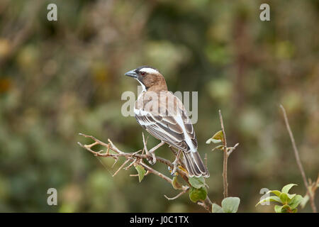 Weißer-browed Spatz-Weber (Plocepasser Mahali), Selous Game Reserve, Tansania Stockfoto