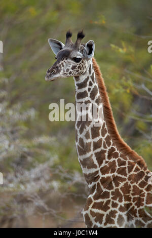 Junge Masai Giraffe (Giraffa Plancius Tippelskirchi), Selous Game Reserve, Tansania Stockfoto