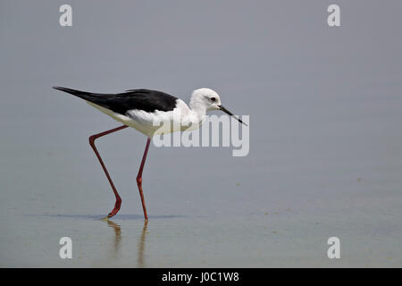 Stelzenläufer (Himantopus Himantopus), Selous Game Reserve, Tansania Stockfoto