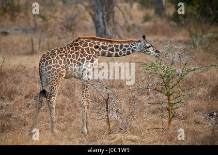 Junge Masai Giraffe (Giraffa Plancius Tippelskirchi) Fütterung, Selous Game Reserve, Tansania Stockfoto