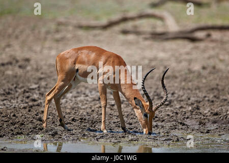 Impala (Aepyceros Melampus) Buck trinken, Selous Game Reserve, Tansania Stockfoto