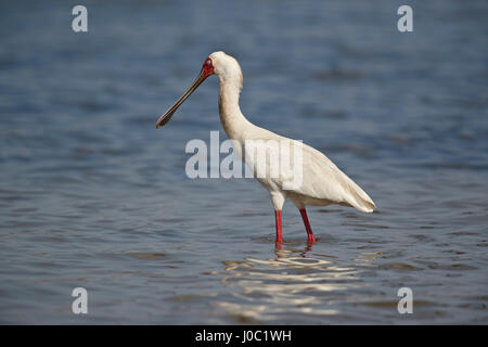 Afrikanischer Löffler (Platalea Alba), Selous Game Reserve, Tansania Stockfoto