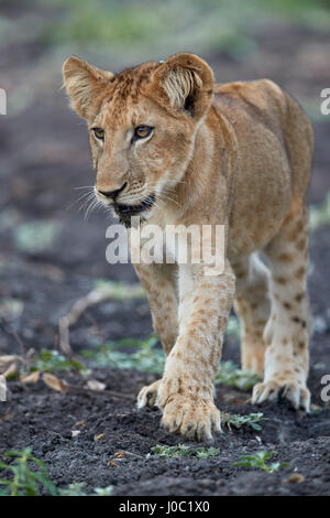 Löwe (Panthera Leo) Cub, Selous Game Reserve, Tansania Stockfoto