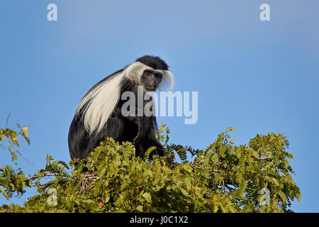 Angola Colobus (angolanischen schwarz-weißen Stummelaffen) (angolanischen Colobus) (Colobus Angolensis), Selous Game Reserve, Tansania Stockfoto