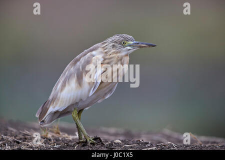 Gemeinsamen Rallenreiher (Ardeola Ralloides), Mikumi National Park, Tansania Stockfoto