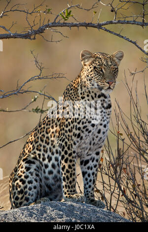 Leopard (Panthera Pardus), Ruaha Nationalpark, Tansania Stockfoto