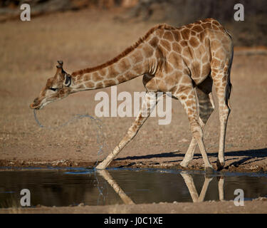 Kap-Giraffe trinken, Kgalagadi Transfrontier Park, dem ehemaligen Kalahari Gemsbok National Park umfasst Stockfoto