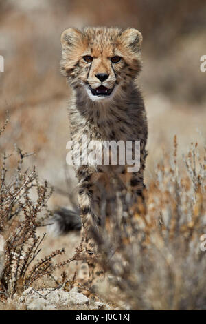 Gepard (Acinonyx Jubatus) Cub, Kgalagadi Transfrontier Park, dem ehemaligen Kalahari Gemsbok National Park umfasst Stockfoto