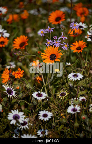 Herbers (Gousblom) (Arctotis Hirsuta), weiße Herbers, Cape Regen-Daisy (Witbotterblom) (Dimorphotheca Pluvialis) Stockfoto