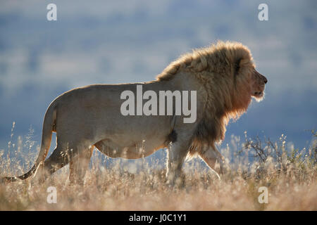 Löwe (Panthera Leo), Mountain Zebra National Park Stockfoto