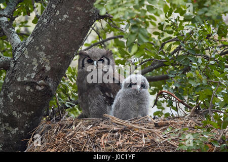 Verreaux des Uhus (riesige Uhu) (Bubo Lacteus) Erwachsene und Küken auf ihrem Nest, Krüger-Nationalpark Stockfoto