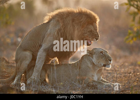 Löwe (Panthera Leo) paar Paarung, Krüger-Nationalpark Stockfoto