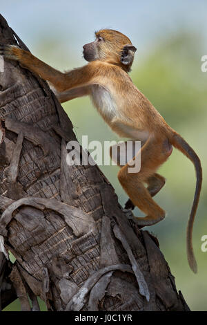 Gelbe Pavian (Papio Cynocephalus), juvenile Klettern ein Palm Tree, Selous Game Reserve, Tansania Stockfoto