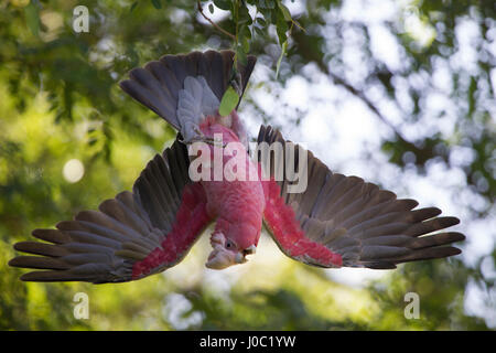 Galah. Eolophus Roseicapilla, Stirk Park, Kalamunda, Western Australia. Stockfoto