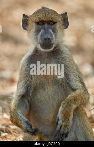 Gelbe Pavian (Papio Cynocephalus), Selous Game Reserve, Tansania Stockfoto