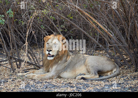 Löwe (Panthera Leo), Selous Game Reserve, Tansania Stockfoto