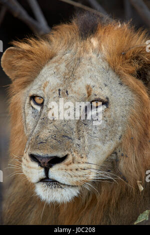Löwe (Panthera Leo), Selous Game Reserve, Tansania Stockfoto