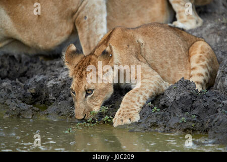 Löwe (Panthera Leo) Cub trinken, Selous Game Reserve, Tansania Stockfoto