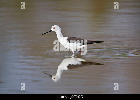 Stelzenläufer (Himantopus Himantopus), Selous Game Reserve, Tansania Stockfoto