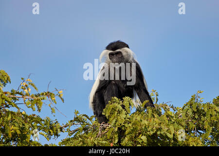 Angola Colobus (angolanischen schwarz-weißen Stummelaffen) (angolanischen Colobus) (Colobus Angolensis), Selous Game Reserve, Tansania Stockfoto