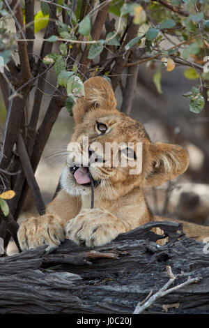 Löwe (Panthera Leo) Cub spielen mit einem Zweig, Selous Game Reserve in Tansania Stockfoto