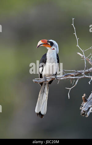 Von Der Decken-Toko (Tockus Deckeni), Männlich, Selous Game Reserve, Tansania Stockfoto