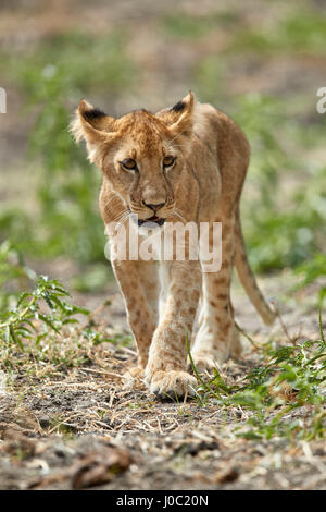 Löwe (Panthera Leo) Cub, Selous Game Reserve, Tansania Stockfoto